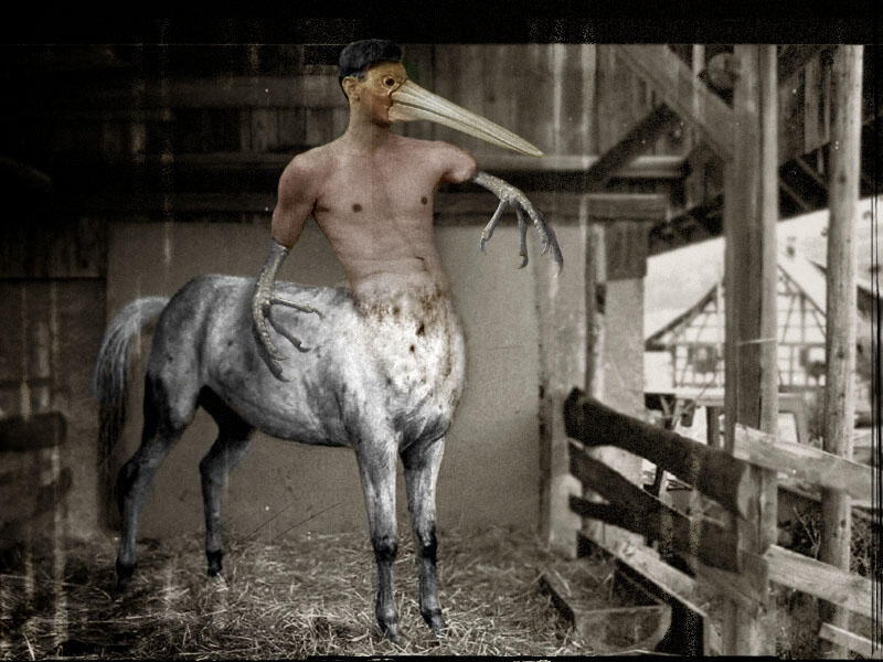 Homequus pelicanis